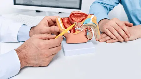 Especialista explica anatomia del aparato reproductor masculino durante consulta informativa sobre vasectomia